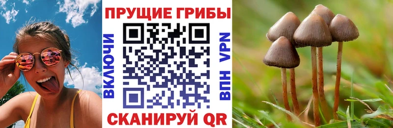 Галлюциногенные грибы мицелий  blacksprut как зайти  Тихорецк  где купить наркоту 